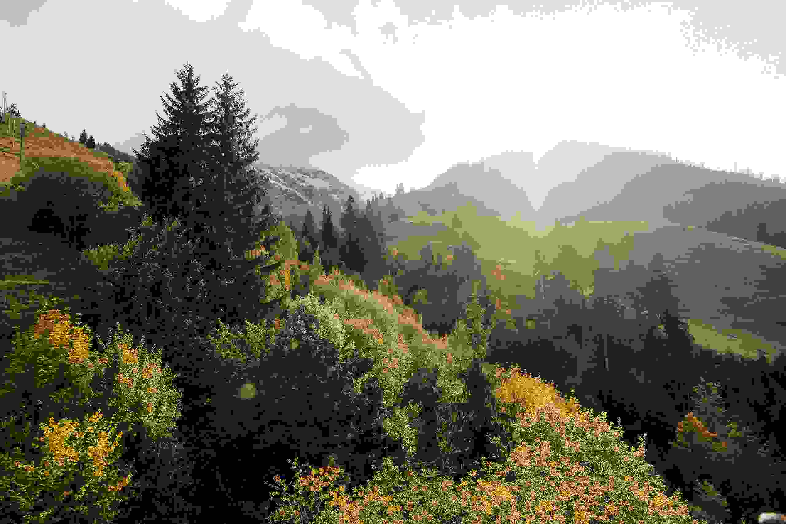Sommerlandschaft